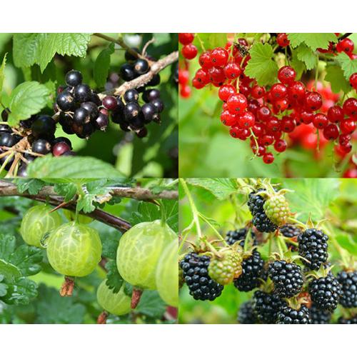 Set van 4 Bessenstruiken Mix