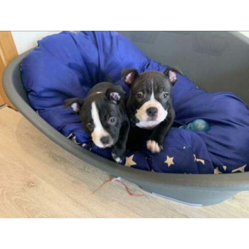American Bully Pocket