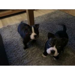 American Bully Pocket