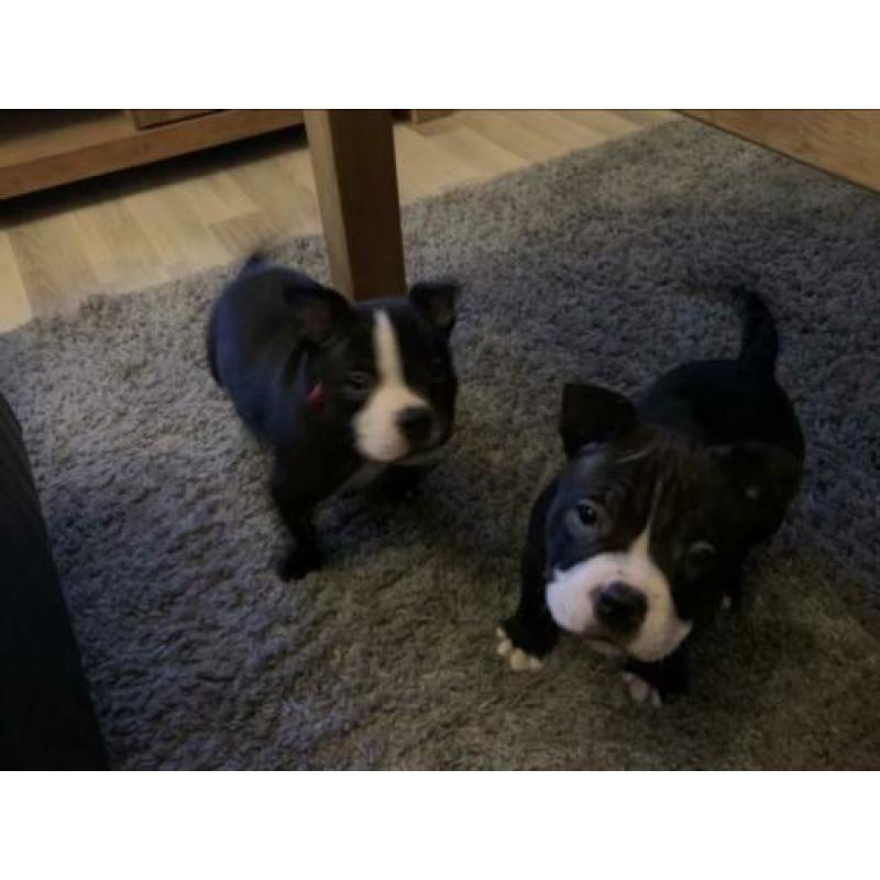 American Bully Pocket