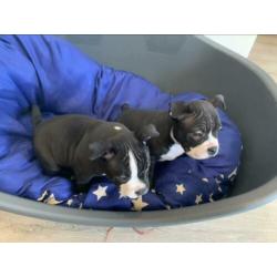 American Bully Pocket