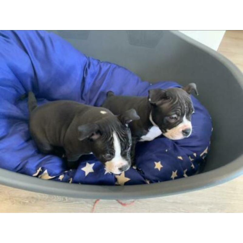 American Bully Pocket