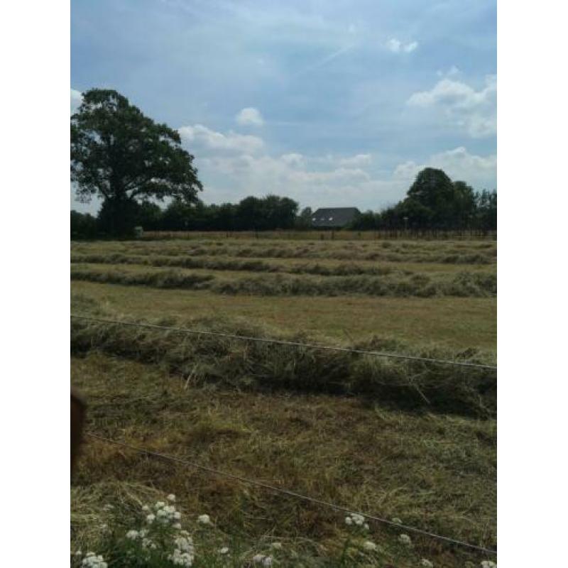 Baaltjes hooi (75 stuks) voor o.a. paarden
