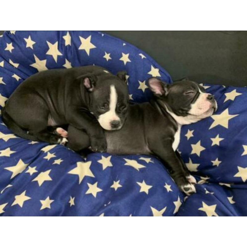 American Bully Pocket