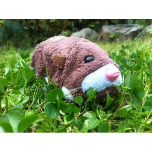 Zhu Zhu pets