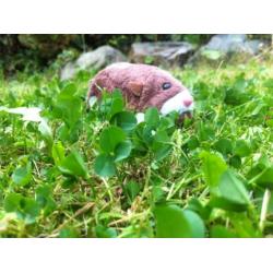 Zhu Zhu pets