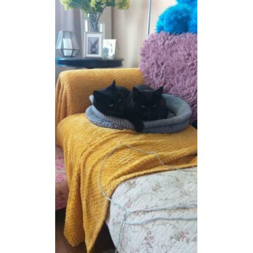 Kattenmand