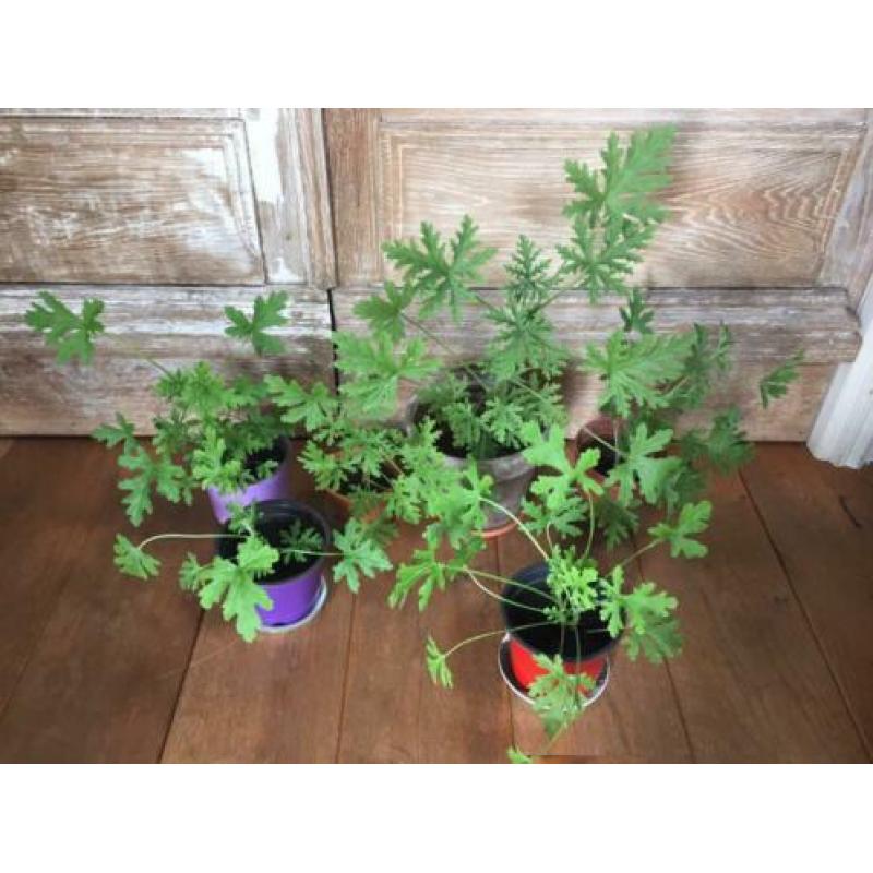 Citroengeranium plantjes verschillende maten