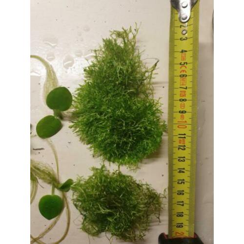 ??drijfplant, riccia fluitans & rotala aquariumplanten??