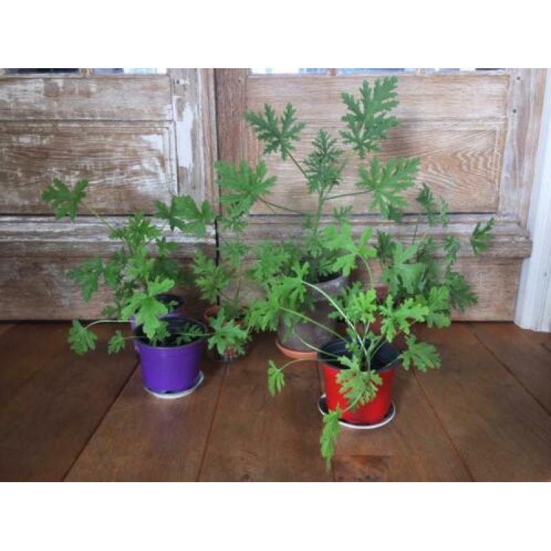 Citroengeranium plantjes verschillende maten