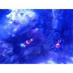 Zeeaquarium live stock