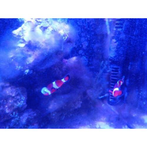 Zeeaquarium live stock