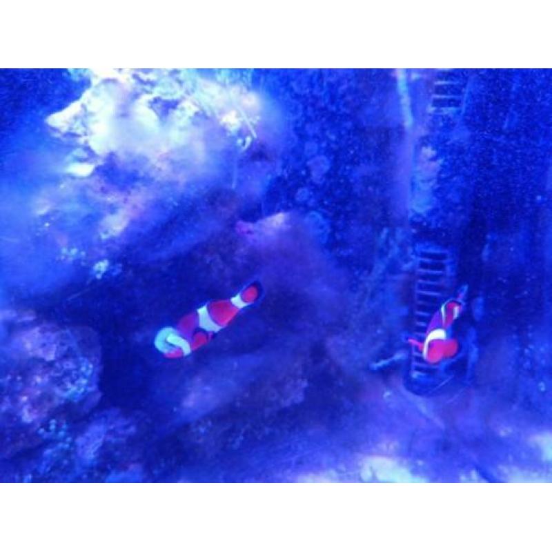 Zeeaquarium live stock