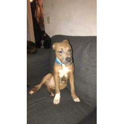 Kruising pitbull Stafford