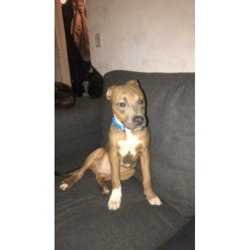 Kruising pitbull Stafford