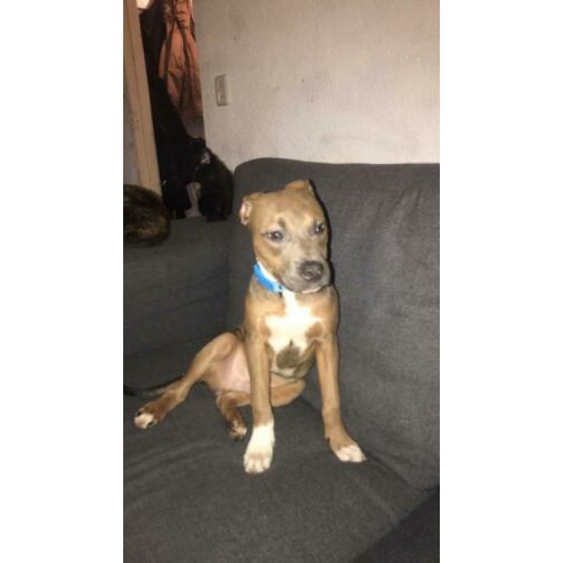 Kruising pitbull Stafford