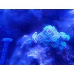 Zeeaquarium live stock