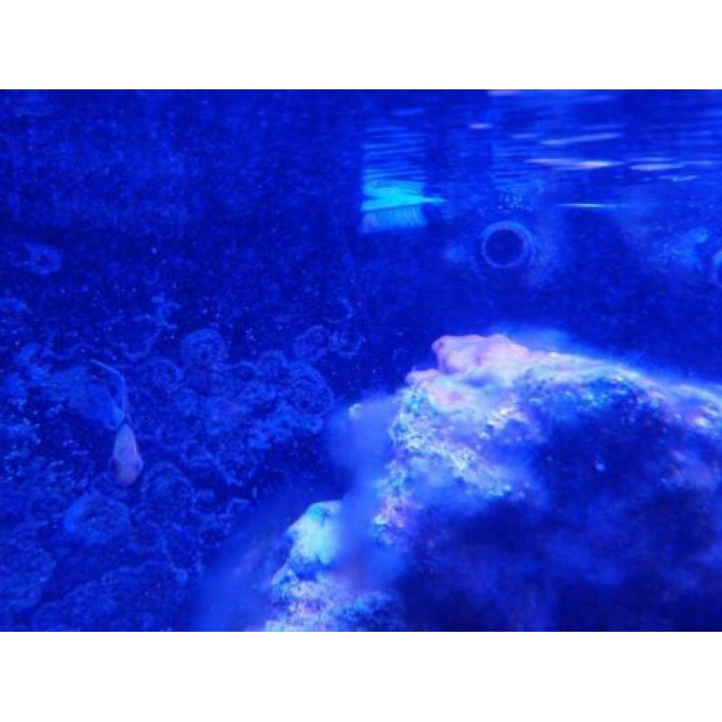 Zeeaquarium live stock