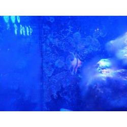Zeeaquarium live stock