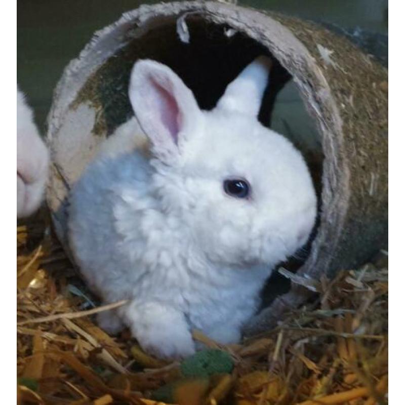 Rex hangoor dwerg konijntjes, raszuiver. Super lief en klein