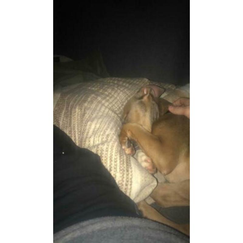 Kruising pitbull Stafford