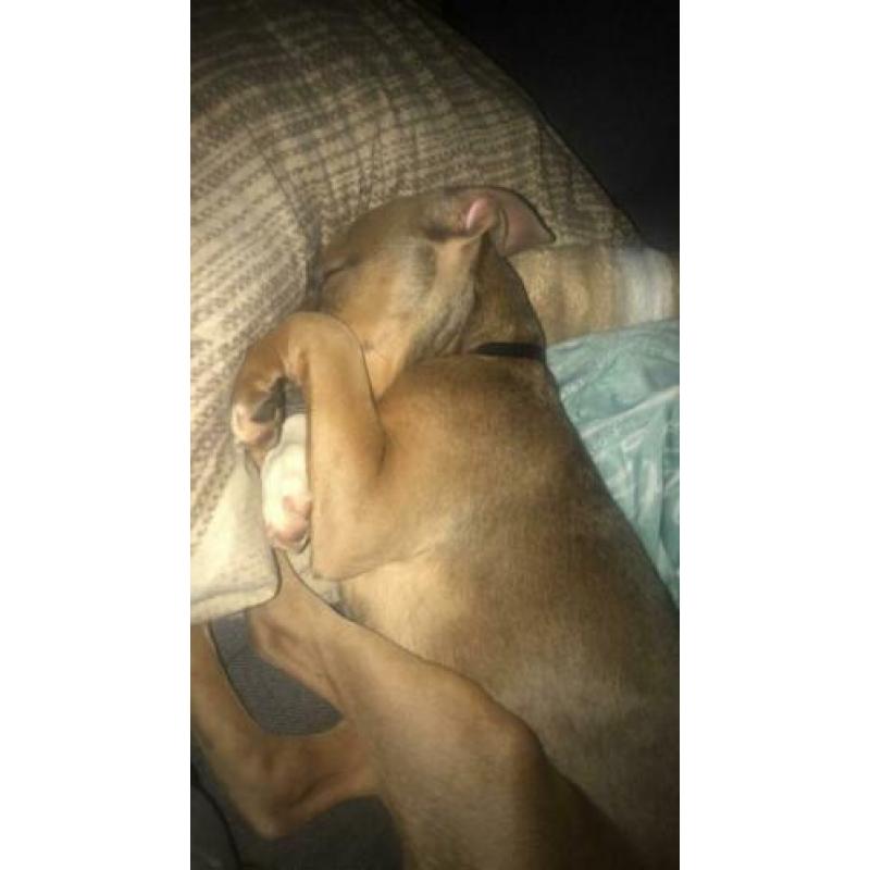 Kruising pitbull Stafford