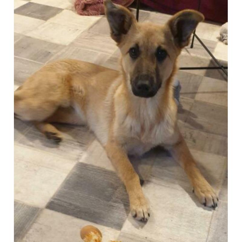 Lieve Mishelle (Rijsbergen) zoekt een leuk baasje