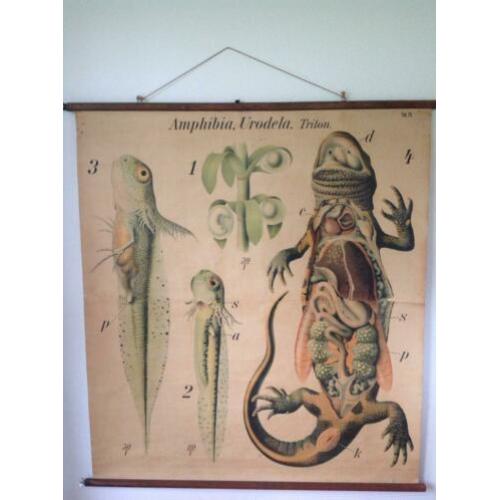 Schoolplaat zoetwatersalamander