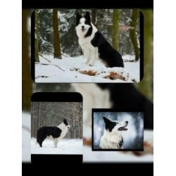 Prachtige , lieve Border Collie pups met garantie