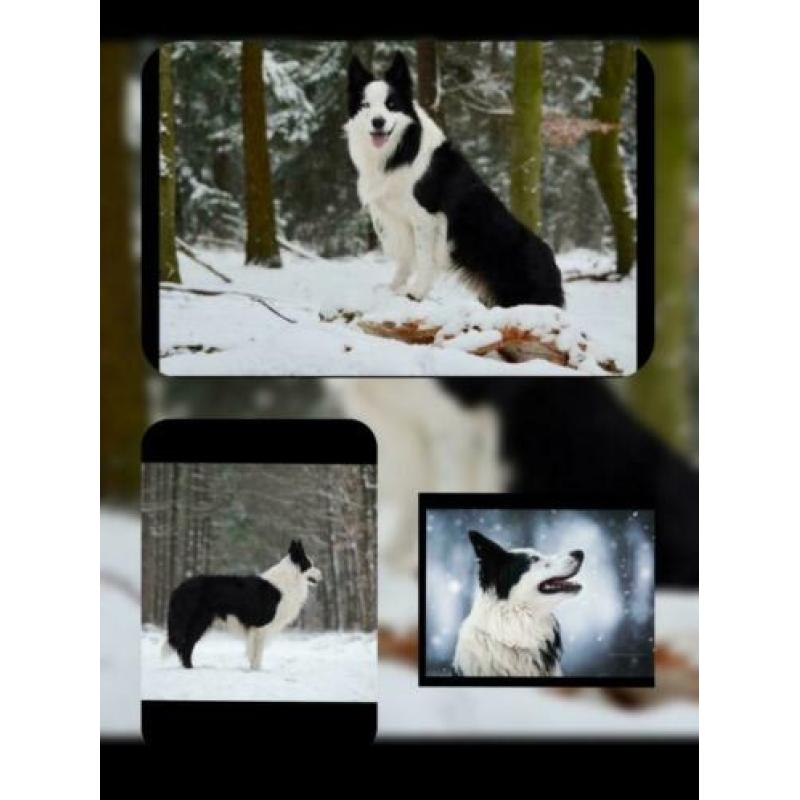 Prachtige , lieve Border Collie pups met garantie
