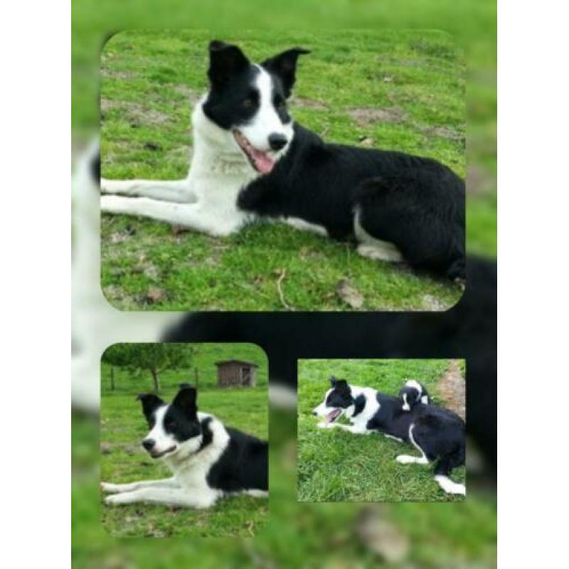 Prachtige , lieve Border Collie pups met garantie