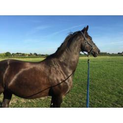 Lease paard / bruikleen / verzorgpaard / Amazone gezocht