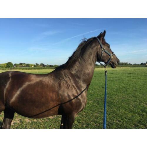 Lease paard / bruikleen / verzorgpaard / Amazone gezocht