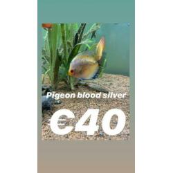 15 prachtige stendkerdiscussenvissen te koop