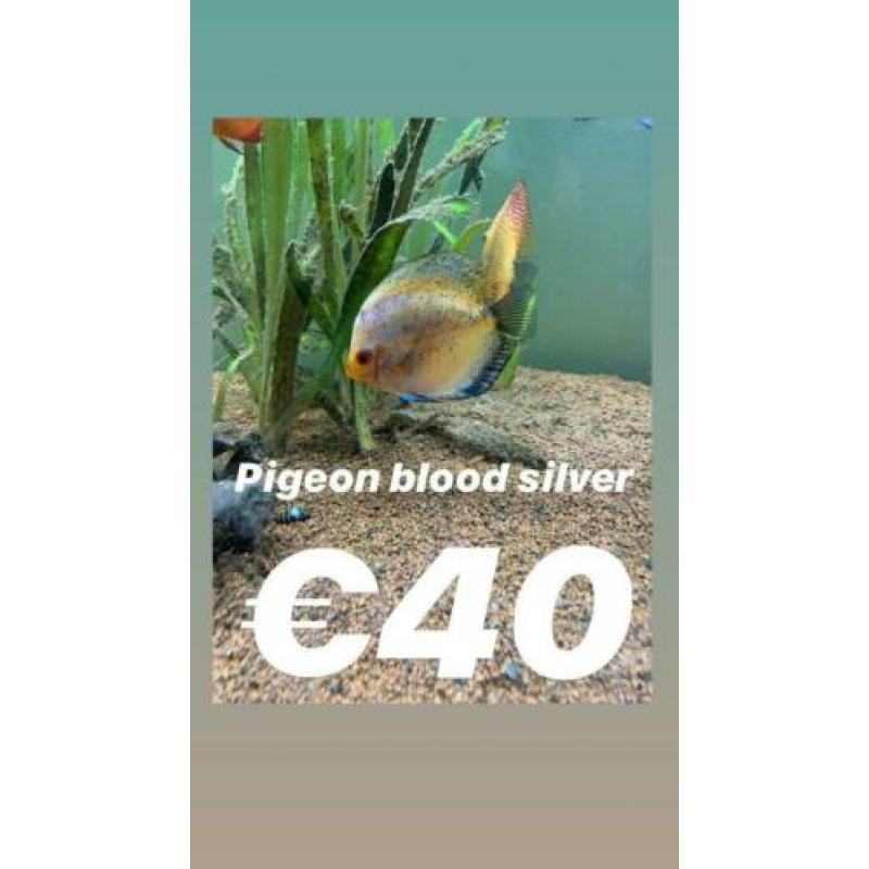 15 prachtige stendkerdiscussenvissen te koop