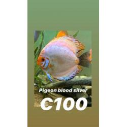 15 prachtige stendkerdiscussenvissen te koop