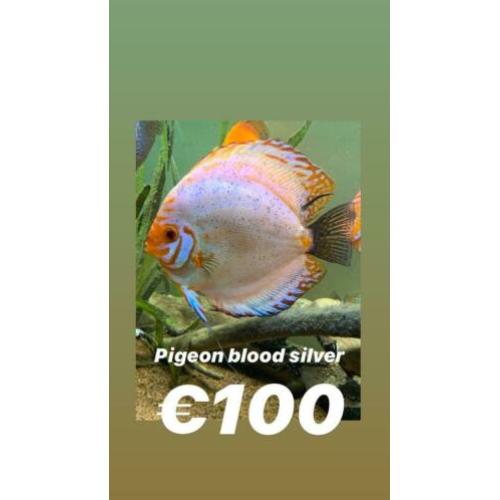 15 prachtige stendkerdiscussenvissen te koop