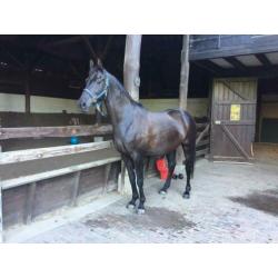 Lease paard / bruikleen / verzorgpaard / Amazone gezocht
