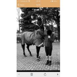 Lease paard / bruikleen / verzorgpaard / Amazone gezocht