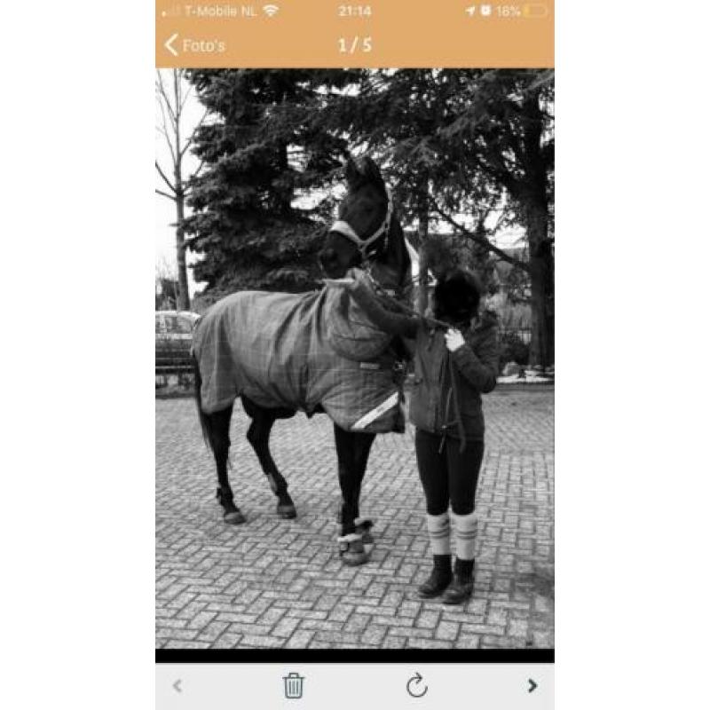Lease paard / bruikleen / verzorgpaard / Amazone gezocht