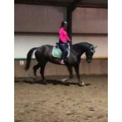 Lease paard / bruikleen / verzorgpaard / Amazone gezocht