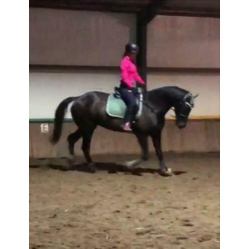 Lease paard / bruikleen / verzorgpaard / Amazone gezocht