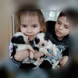 Prachtige , lieve Border Collie pups met garantie
