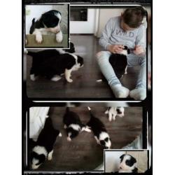 Prachtige , lieve Border Collie pups met garantie