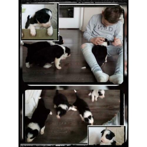 Prachtige , lieve Border Collie pups met garantie