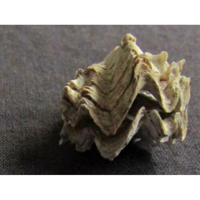 Fossiele schelp: Puntgaaf doublet Ostrea sp. - BIJZONDER
