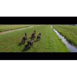 Stal met uitloop bij Paardenpension de Veerstalhoeve
