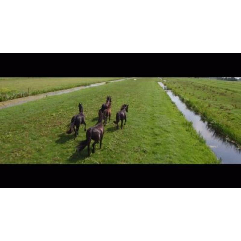 Stal met uitloop bij Paardenpension de Veerstalhoeve