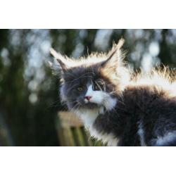 Raszuivere Maine Coon kitten, blauw met witte aft., poes