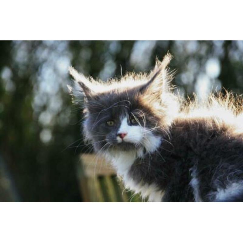 Raszuivere Maine Coon kitten, blauw met witte aft., poes